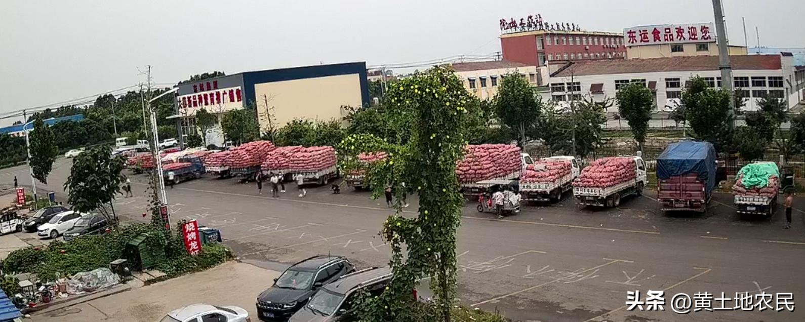 金乡冷库大蒜最新价格，变化中学习，自信与成就感的源泉