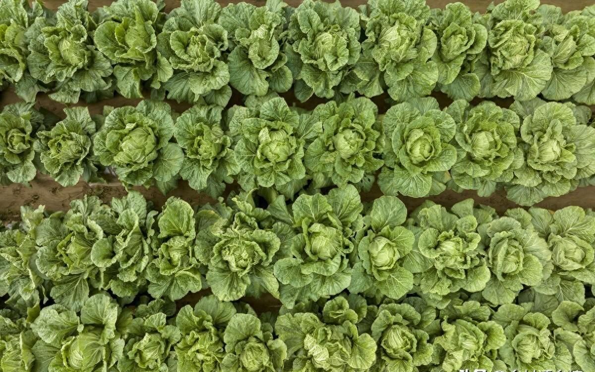 陕西大蒜价格最新动态更新