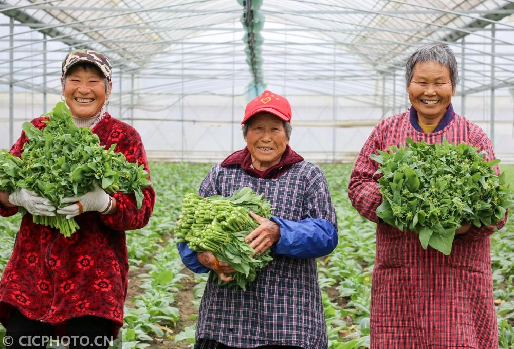 江苏洋葱价格最新动态更新