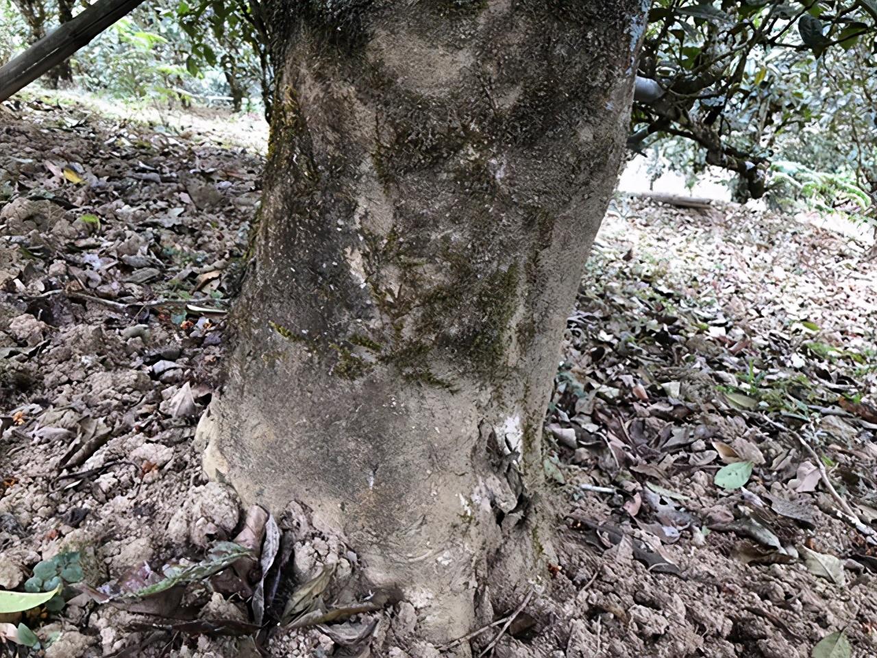 普洱茶行情最新动态更新