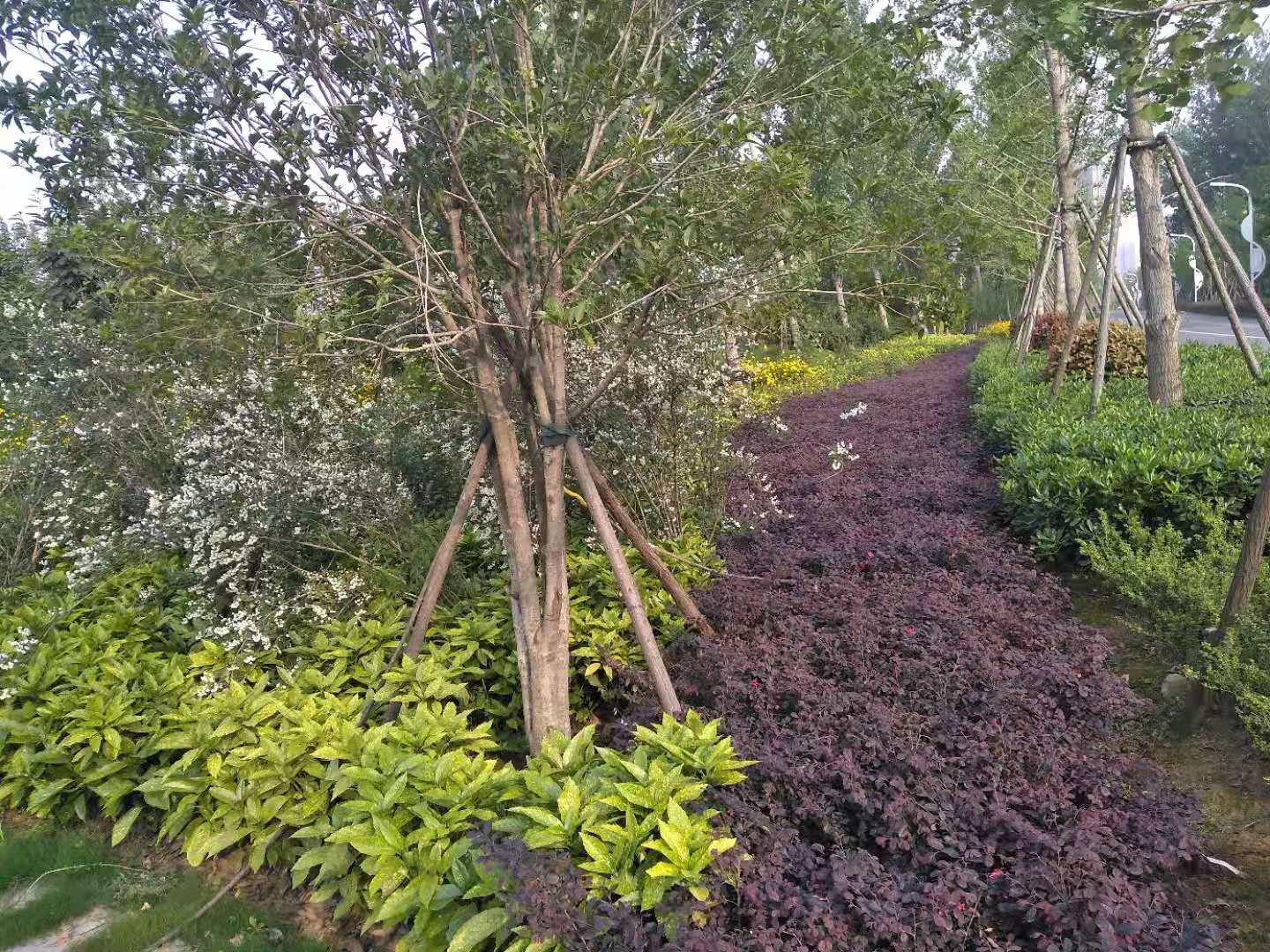 沙河市飞机场最新规划，探索自然美景，寻觅内心平和之旅