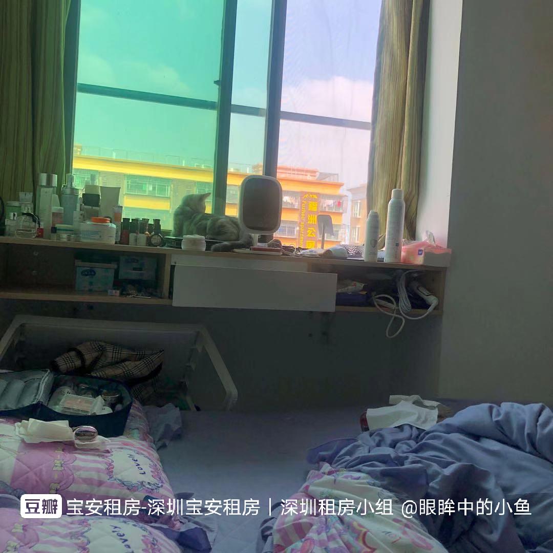 邵阳市租房最新动态，与自然美景的邂逅，寻找内心宁静的旅程