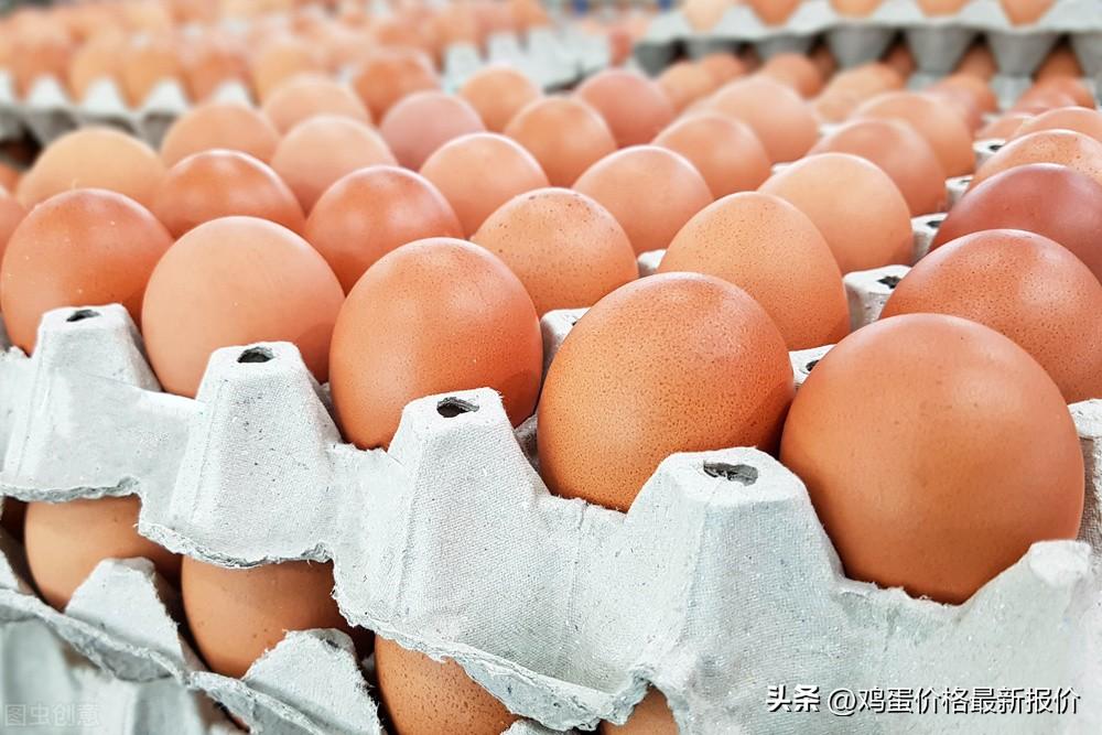 山东鸡蛋最新价格行情报告